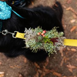 OffbeatWeddingPhotographer EllaSophie CampNovarro Redwoods Mendocino BD120 - A rustic meets glam fall camping wedding in Mendocino, CA A rustic meets glam camping Hallowedding in Mendocino, CA