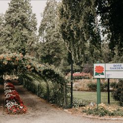 PointDefianceRoseGarden Wedding Stuberg Melaphoto 5036 - A colorful & artistic wedding at Point Defiance Rose Garden in Tacoma A colorful & artistic wedding at Point Defiance Rose Garden in Tacoma