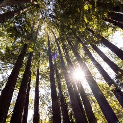 E A Wedding 41 - A chill & rustic California redwoods wedding with pups A chill & rustic California redwoods wedding with pups