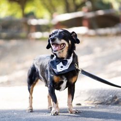 E A Wedding 51 - A chill & rustic California redwoods wedding with pups A chill & rustic California redwoods wedding with pups