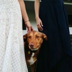 A Maine camp wedding photobombed by the couple's doggo