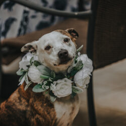 backyard microwedding on offbeat bride 3
