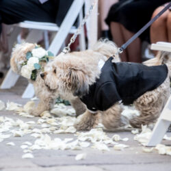 joy is an act of resistance Tigrayan American Wedding on offbeat bride 5 1 - Joy is an Act of Resistance: a Tigrayan-American wedding joy is an act of resistance Tigrayan American Wedding on offbeat bride 5 1