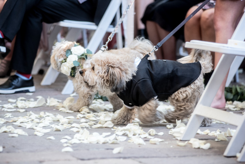 joy is an act of resistance Tigrayan American Wedding on offbeat bride 5 1