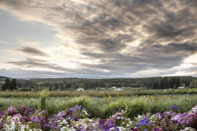 Finnriver Farm & Cidery